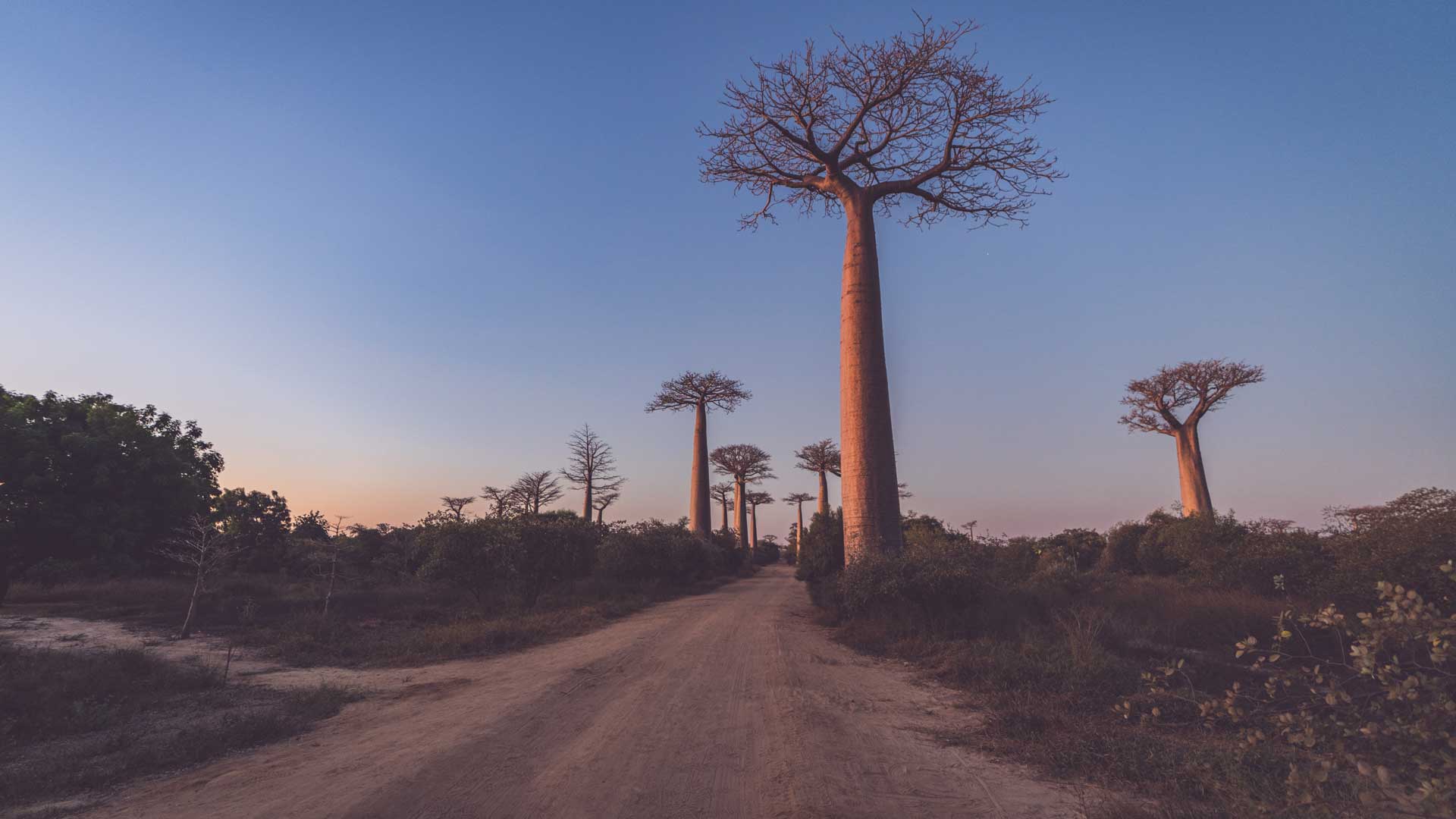 Allée des Baobabs, Madagascar